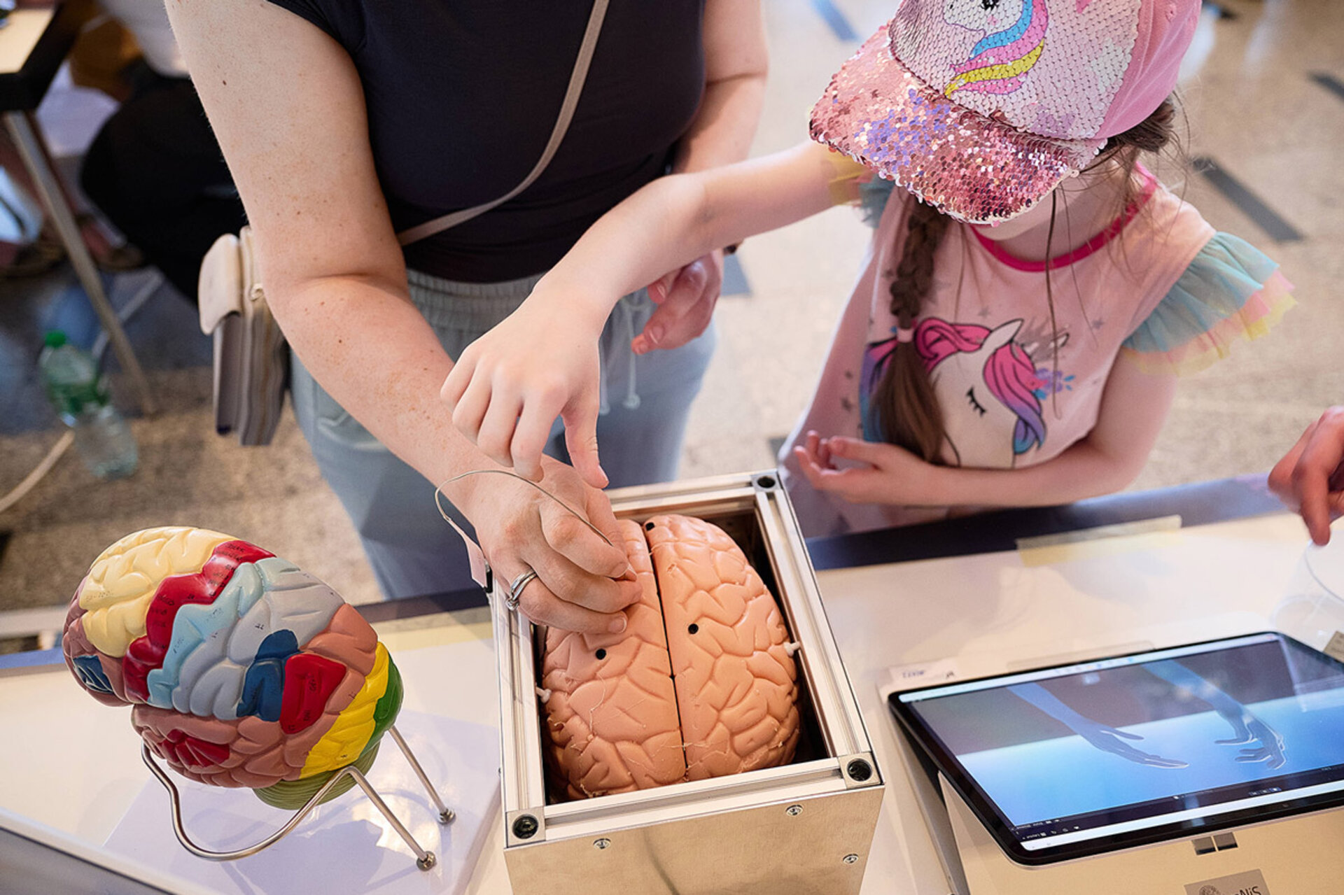 Eine Person berührt ein Modell eines menschlichen Gehirns in einem Metallrahmen, daneben steht ein farbiges Gehirnmodell auf einem Ständer, im Hintergrund ein Kind mit Einhorn-T-Shirt und Paillettenmütze, rechts ein Tablet auf dem Tisch