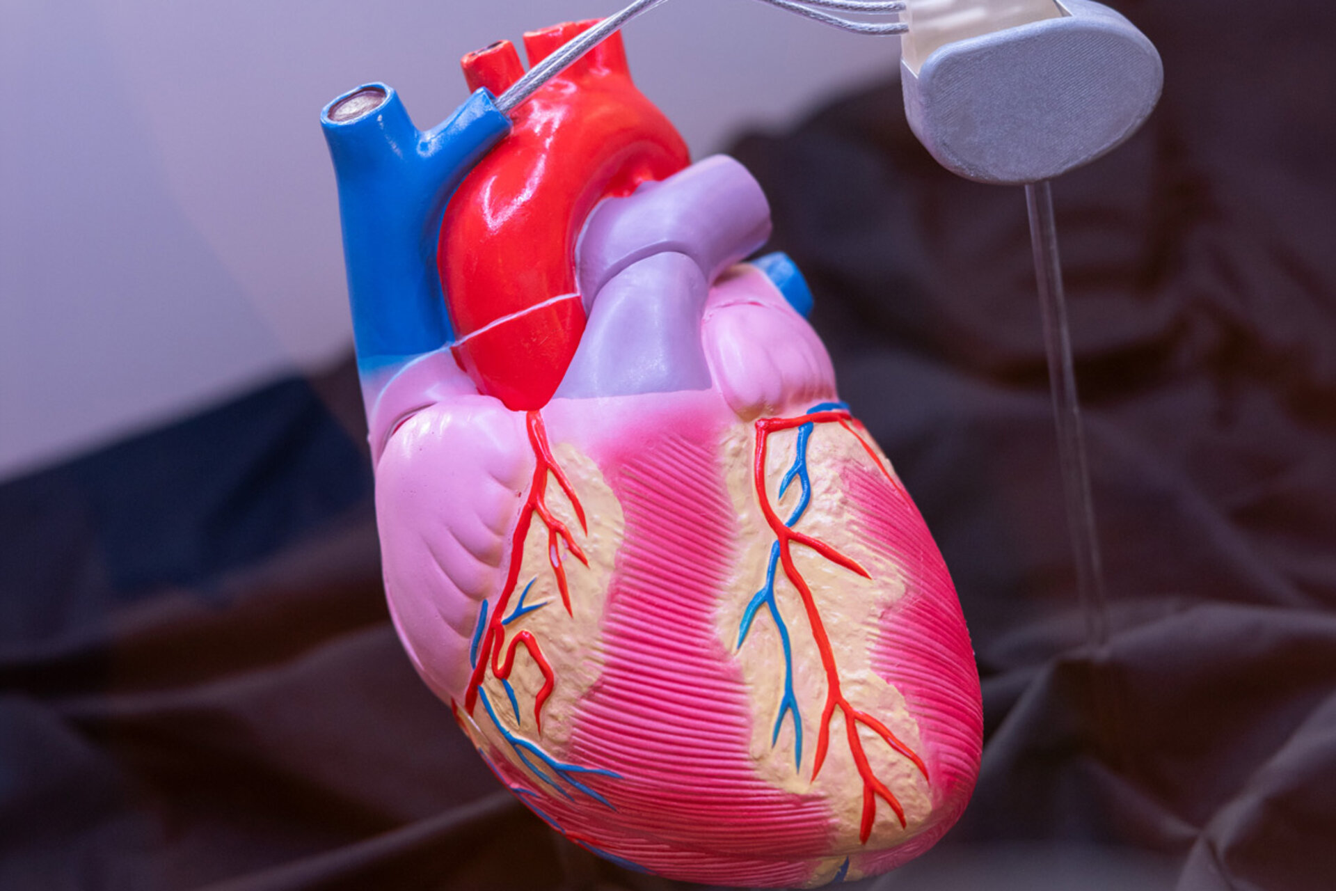 Modell eines menschlichen Herzens mit sichtbaren Arterien und Venen, aufgehängt an einem dünnen Draht vor dunklem Hintergrund
